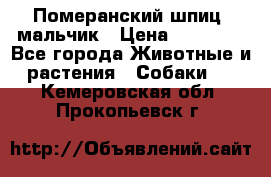 Померанский шпиц, мальчик › Цена ­ 35 000 - Все города Животные и растения » Собаки   . Кемеровская обл.,Прокопьевск г.